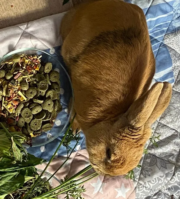Braunes Kaninchen frisst Kräuter und Trockenfutter von einer Decke