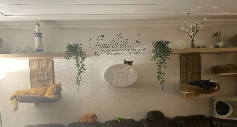 Mehrere Katzen ruhen auf Kletterbrettern und Liegemulden an der Wohnzimmerwand